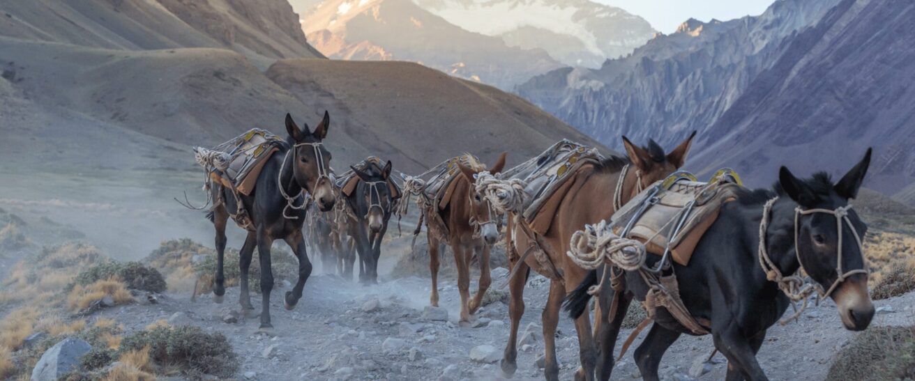 donkeys on the mountain