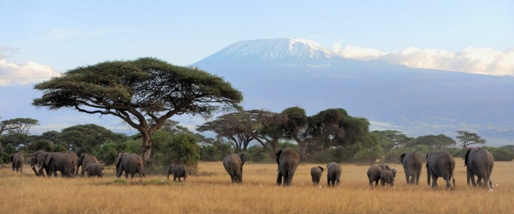 Safari at Kilimanjaro