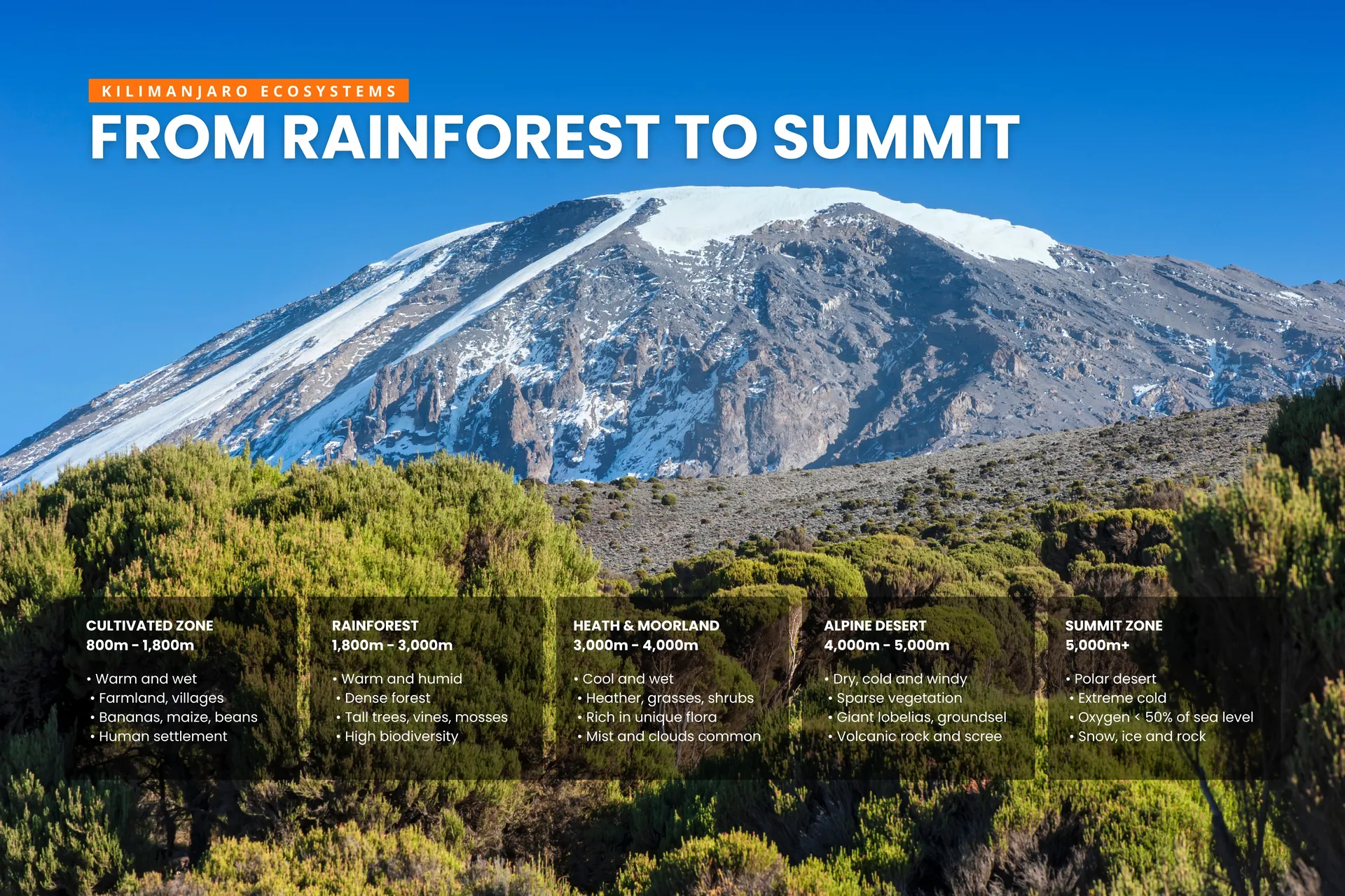 Kilimanjaro Machame Whiskey Route five ecosystems from tropical rainforest at 1814 metres to arctic summit zone at 5895 metres